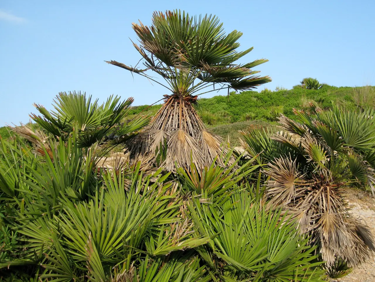 Cala Mesquida 05