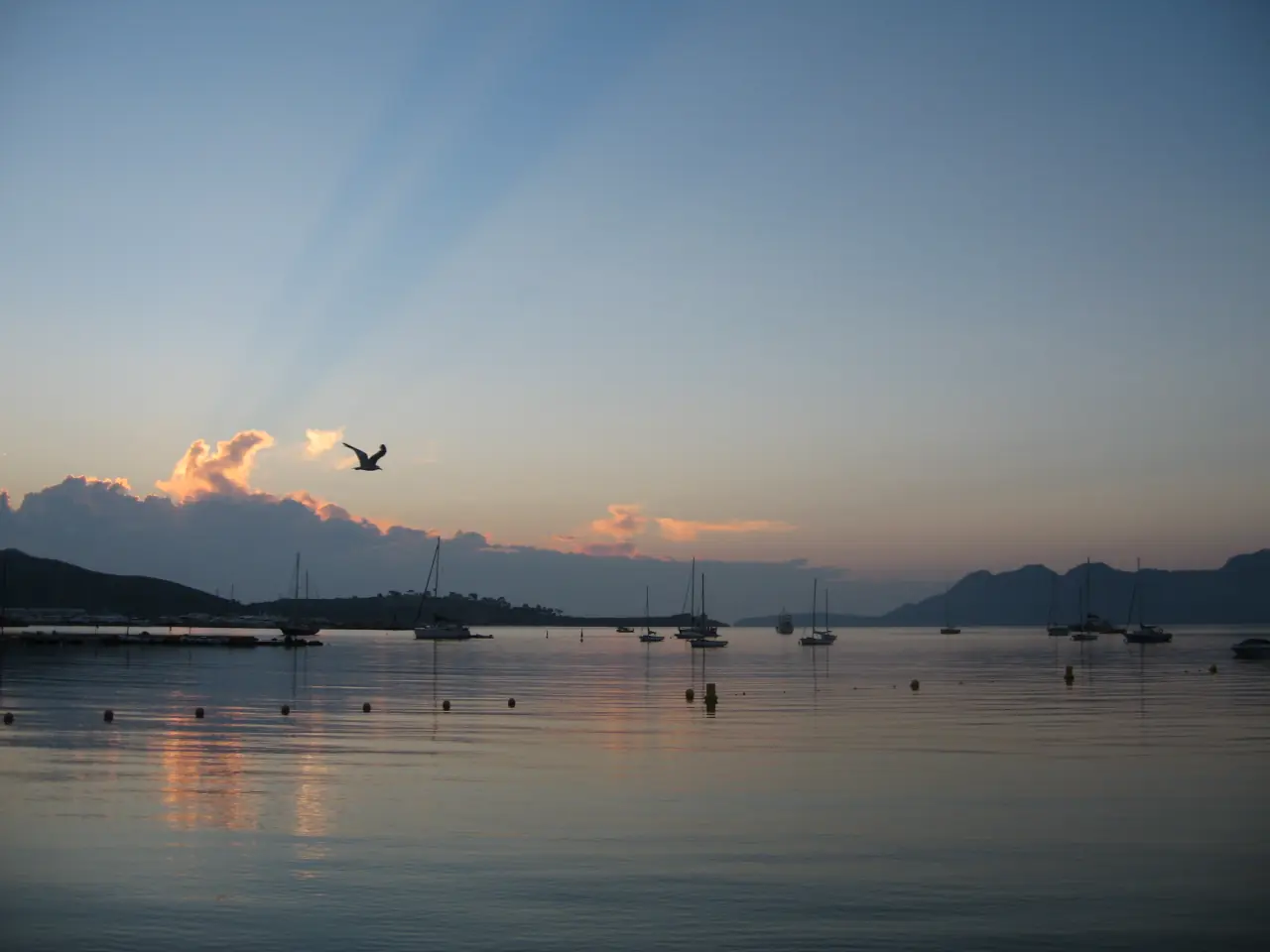 Porta Pollença Sunrise Bird